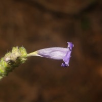 Strobilanthes auriculata var. dyeriana (Mast.) J.R.I.Wood